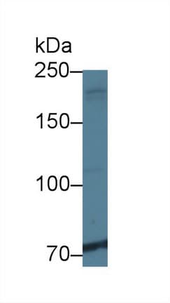 NIN / Ninein Antibody (aa1-153, APC)
