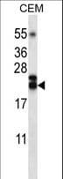IHC-plus™ TNFSF4 / OX40L / CD252 Antibody (aa102-131)