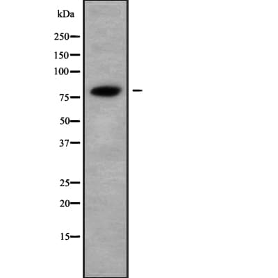 ABCF3 Antibody