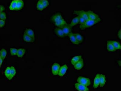ITSN2 Antibody
