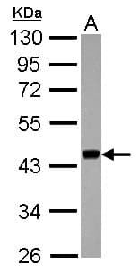 APOBEC3F / ARP8 Antibody