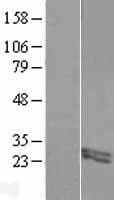 FIBIN Protein (Over-Expression Lysate Myc-DDK (Flag))