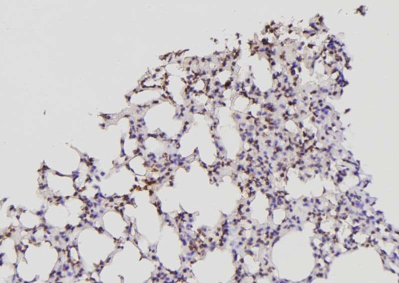 ID2 Antibody