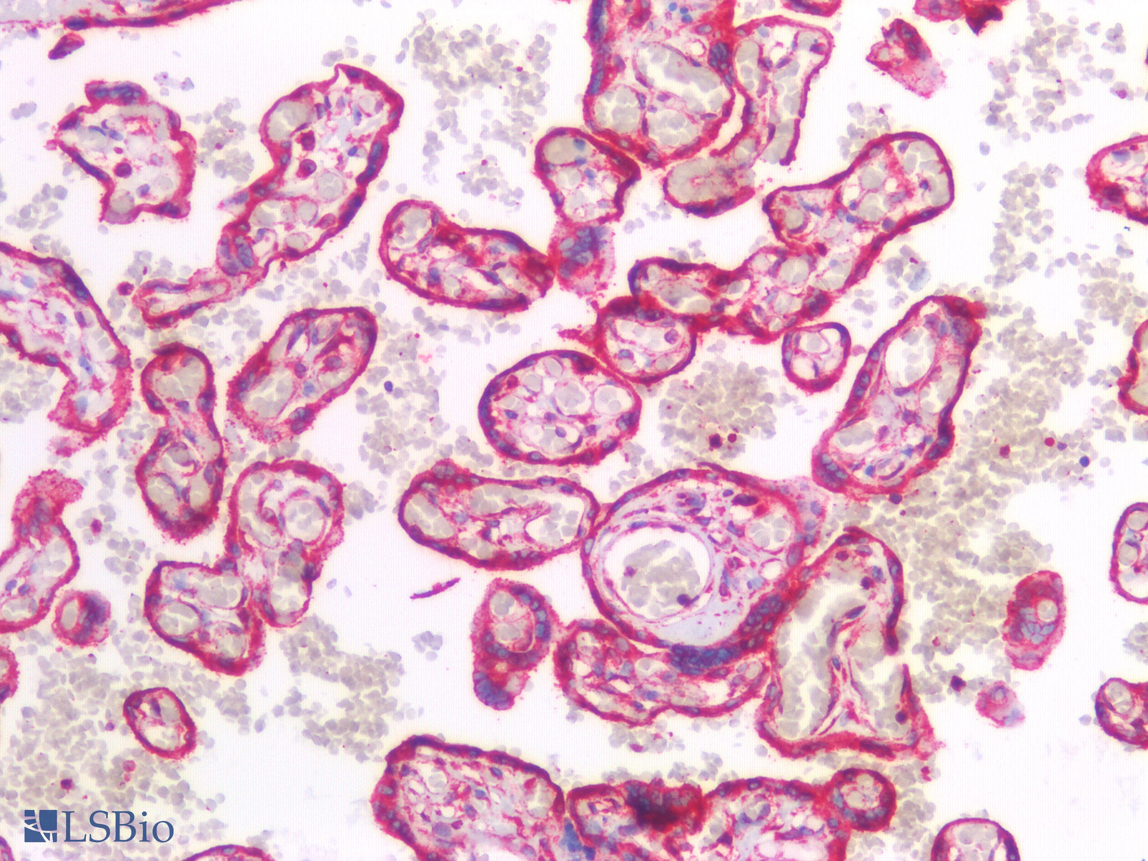 PathPlus™ CANX / Calnexin Antibody