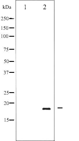PIN1 Antibody (phospho-Ser16)