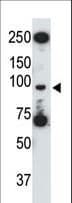 TLR5 Antibody (aa825-856)