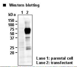 SLC40A1 / Ferroportin-1 Antibody (N-Terminus)
