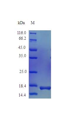 Horse IL1RN Protein (Recombinant)