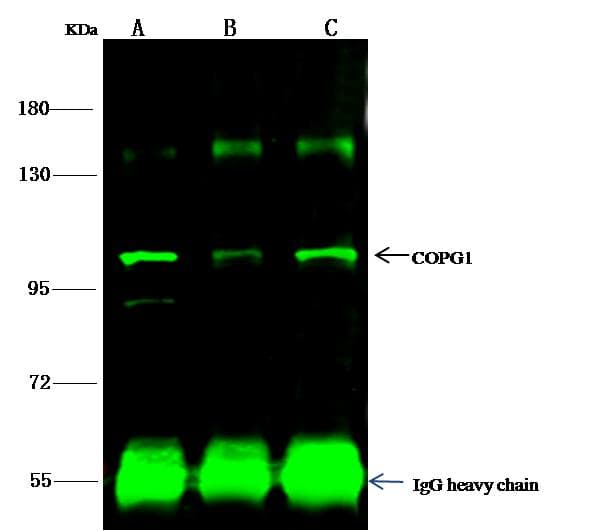 COPG / Gamma-COP Antibody (Preservative Free)