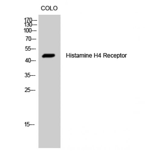 HRH4 / Histamine H4 Receptor Antibody (190-270 aa, Internal)