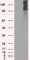 KDM4C / JMJD2C Antibody (clone OTI8A1)