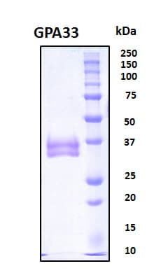 Human GPA33 / A33 Protein (Recombinant His, N-Terminal)