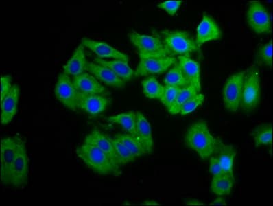 Polyclonal Rabbit anti-Human Carboxypeptidase O / CPO Antibody (IF)