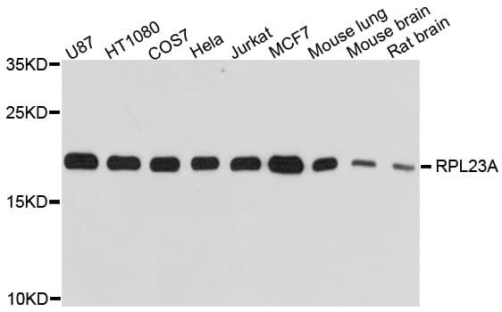 RPL23A Antibody