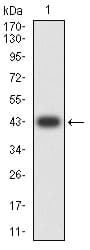 BCL2L10 / Diva Antibody (clone 8A2F9)