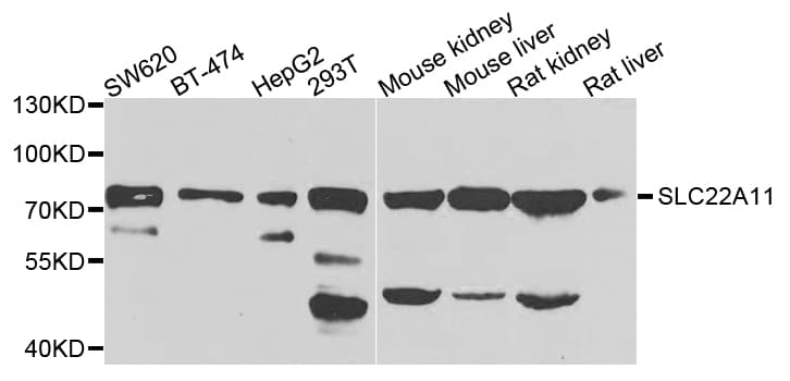 SLC22A11 Antibody
