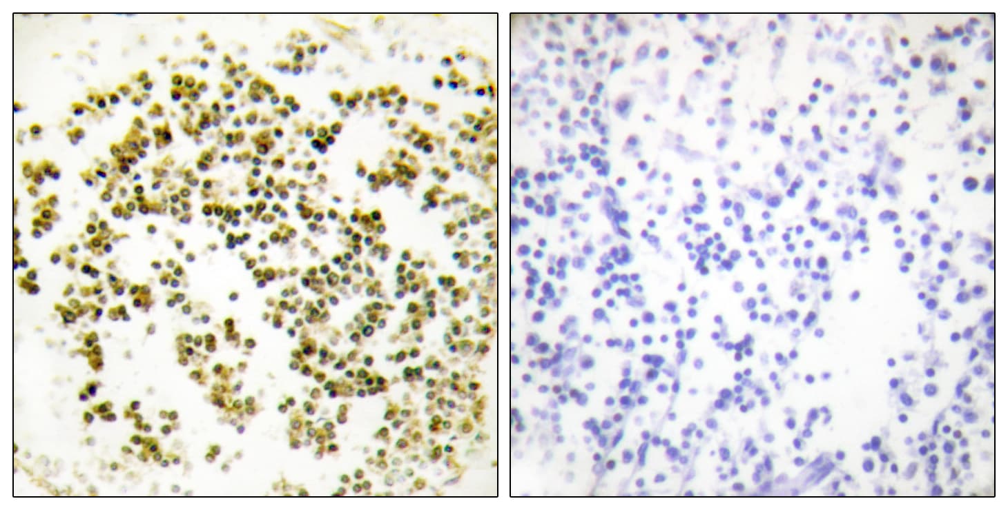 MSC / Musculin Antibody (aa131-180)