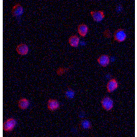 IHC-plus™ IQSEC1 Antibody