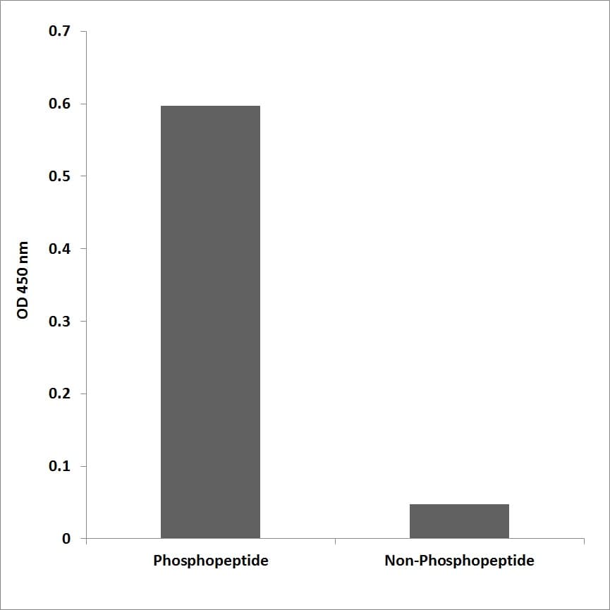 Polyclonal Rabbit anti-Human RPS6KA2 / RSK3 Antibody (phospho-Thr353, WB)