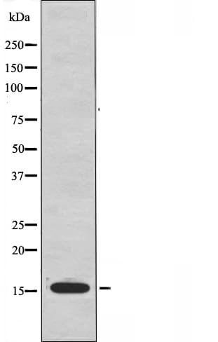 NDUFA4L2 Antibody