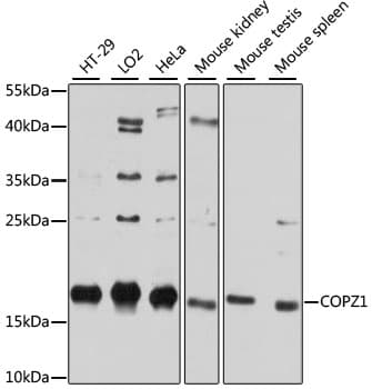 COPZ1 Antibody