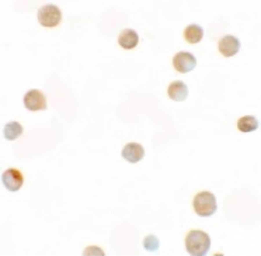 IHC-plus™ ZNF521 Antibody