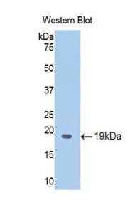 MT-ND5 Antibody (aa425-562, Biotin)