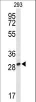 PNPO Antibody (aa232-261)