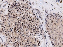 NT5DC1 Antibody (clone OTI2H8)