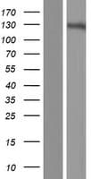 GRIN3A / NR3A Protein (Over-Expression Lysate Myc-DDK (Flag))