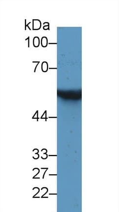 GFAP Antibody (Biotin)