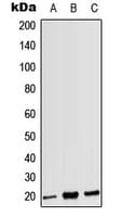 CD3G Antibody (Internal)