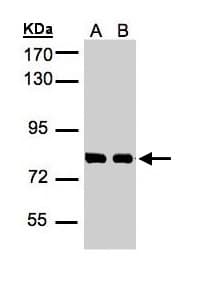 HEC1 / NDC80 Antibody