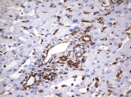 Vimentin Antibody (clone OTI1A9)
