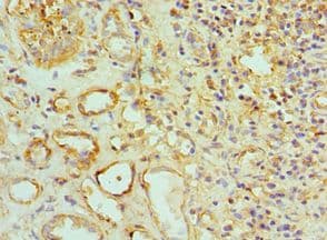 IHC-plus™ Polyclonal Rabbit anti-Human TOMM20 Antibody (aa20-145, IHC, IF, WB)