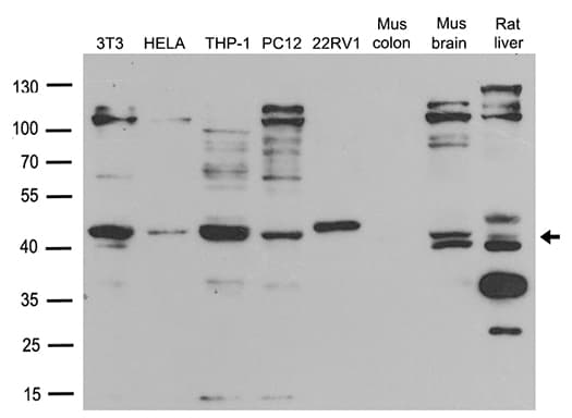BMP2 Antibody