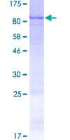 Human ARSH / Arylsulfatase H Protein (Recombinant GST)