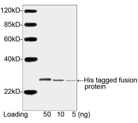 His Tag Antibody (His epitope)