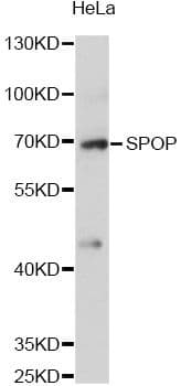 SPOP Antibody