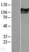 SEC24D Protein (Over-Expression Lysate Myc-DDK (Flag))