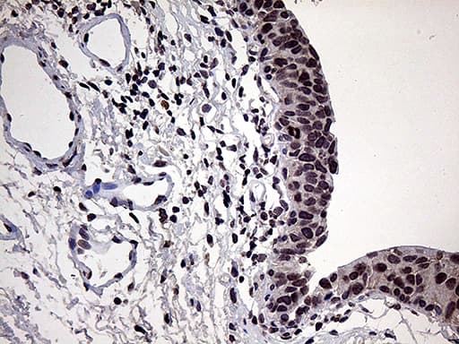 POLR3H Antibody (clone OTI4D8)