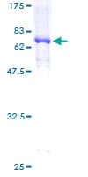 Human PPARD / PPAR Delta Protein (Recombinant GST)