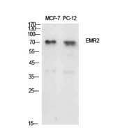 ADGRE2 / EMR2 Antibody