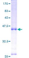 Human IL7 Protein (Recombinant GST)