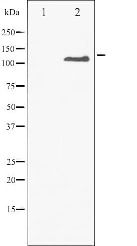 Polyclonal Rabbit anti-Human CSF1R / CD115 / FMS Antibody (phospho-Tyr809, IF, WB)
