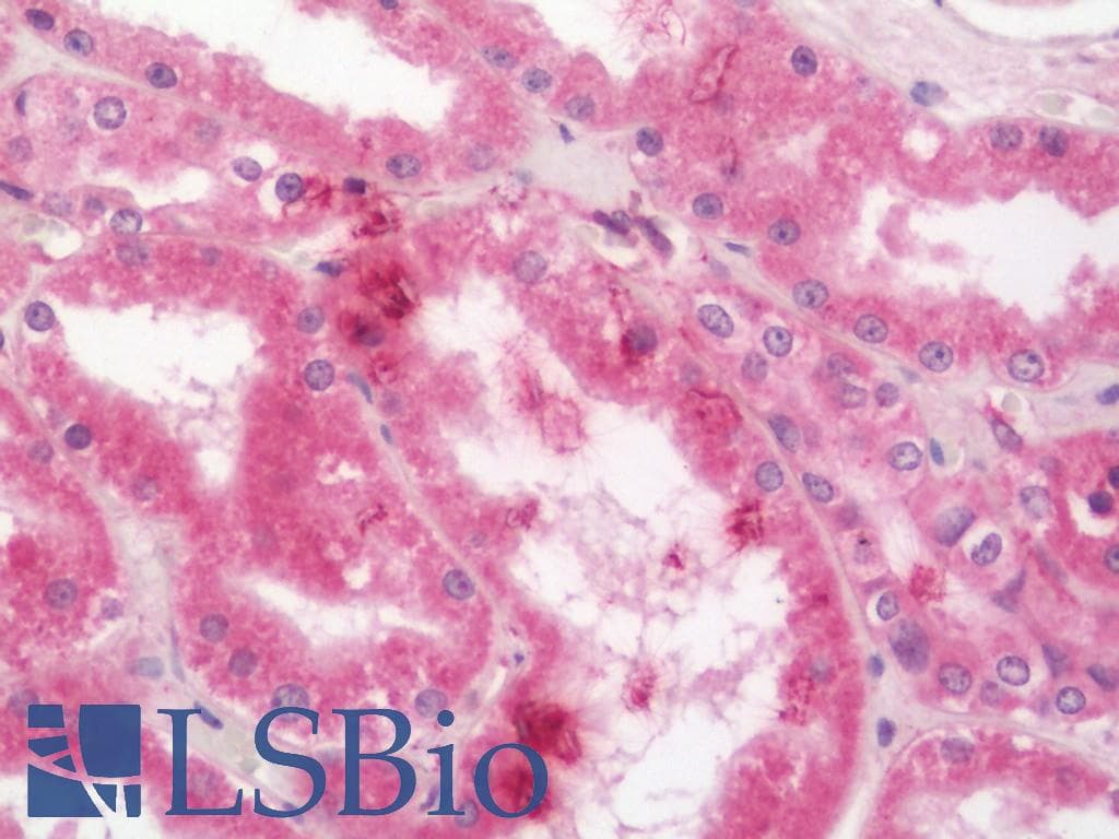 IHC-plus™ ERP29 Antibody