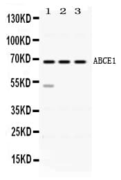 Polyclonal Rabbit anti-Human ABCE1 Antibody (WB)