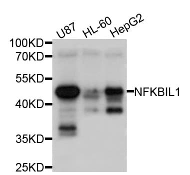 NFKBIL1 Antibody