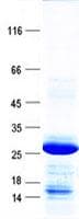 Human GSTM1 Protein (Recombinant His, N-Terminal)