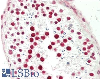 MAFB Antibody (aa273-323)